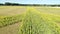 Sunflowers form a peace sign a field of sunflowers as a peace symbol