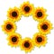Sunflowers form round frame. Floral frame. Mock up or template. Flat lay, top view