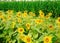 Sunflowers in front of a cornfield on a summer day