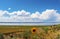 Sunflowers in front of Lake Albert in Oregon with fluffy white clouds in blue sky reflecting on water