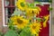 sunflowers in front of a traditional house in Volendam