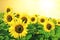 Sunflowers full bloom, golden sun scenery