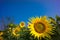 Sunflowers full of sunshine under the blue sky