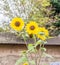 Sunflowers in garden