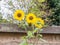 Sunflowers in garden