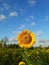 Sunflowers garden in the afternoon