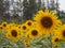 Sunflowers garden.Beautiful fields with sunflowers in the summer.