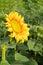 Sunflowers garden. Sunflower in summer field