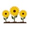 Sunflowers gardening cartoon isolated