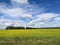 Sunflowers glade flowers clouds before