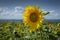 Sunflowers on the Gower peninsula
