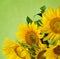 Sunflowers on green background