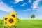 Sunflowers on green grass field with tree and blue sky