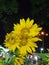 Sunflowers, green leafs Flower Market Tet Lunar New Year 2020