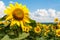 Sunflowers grow. Against the background of the field, the plain