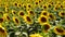 Sunflowers grow in a field on a farm, the nature