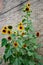 Sunflowers growing beside a brick wall