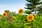 Sunflowers growing in countryside garden