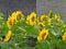 Sunflowers growing in farmland in the Fingerlakes NYS