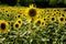 Sunflowers growing in field france