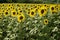 Sunflowers growing in field france