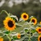 Sunflowers growing in the garden