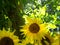 Sunflowers growing under vine in dappled sunlight