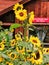 Sunflowers grown in an urban garden, Elm Switzerland