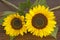 Sunflowers on hardwood oak shelf