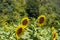 Sunflowers have big, daisy-like flower faces of bright yellow petals  and brown centers that ripen into heavy heads filled with se