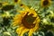 Sunflowers have big, daisy-like flower faces of bright yellow petals  and brown centers that ripen into heavy heads filled with se