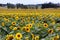 Sunflowers (Helianthus annuus)