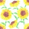 Sunflowers or Helianthus flowers a symbol of adoration and loyalty seamless watercolor background