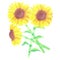 Sunflowers or Helianthus flowers watercolor floral bunch