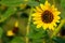 Sunflowers - Helianthus petiolaris