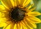 Sunflowers - Helianthus petiolaris