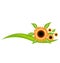 Sunflowers icon decoration vector design