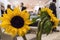 Sunflowers inside kitchen