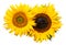 Sunflowers Isolated on White Background