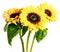 Sunflowers isolated on white background.