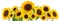 Sunflowers isolated on white background