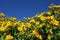 Sunflowers in jungle.