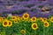 Sunflowers on a lavender field background. A beautiful combination of colors.