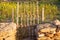 Sunflowers little field with wooden fence door in Formentera