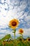 Sunflowers in Lopburi, Thailand