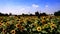 Sunflowers, the magic of an enchanted landscape