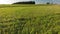 Sunflowers in a meadow, low drone flight. Summer  landscape.