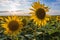 Sunflowers in Moldova