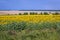 Sunflowers in Moldova