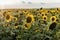 Sunflowers in Moldova